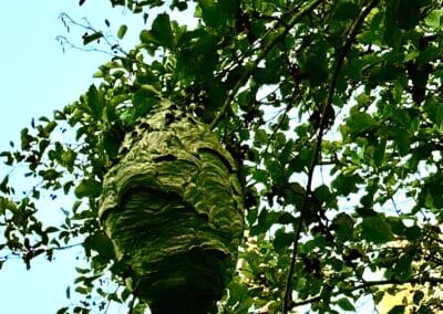 Paper Wasp Nest