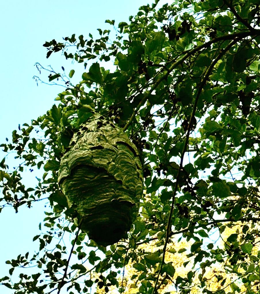 Paper Wasp Nest