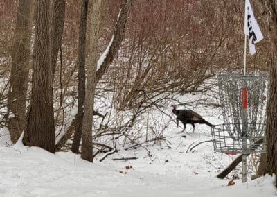 American Wild Turkey