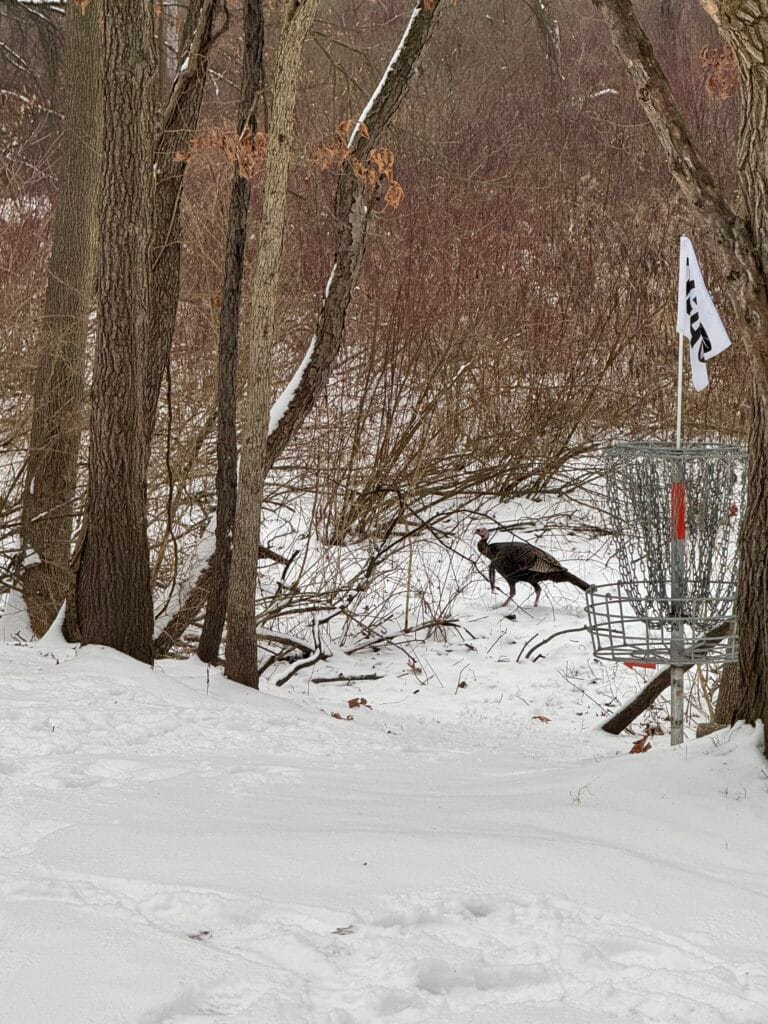 American Wild Turkey