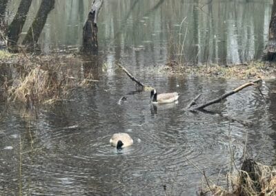 Canada Goose