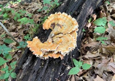 Laetiporus sulphureus — Chicken of the Woods (Sulphur Shelf)