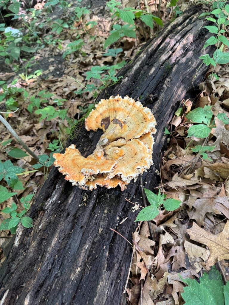 Laetiporus sulphureus — Chicken of the Woods (Sulphur Shelf)