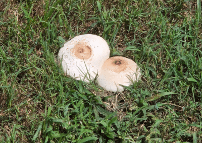 Chlorophyllum molybdites — False Parasol (Green-Spored Parasol)