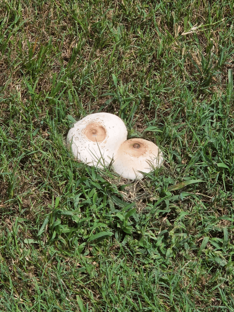 Chlorophyllum molybdites — False Parasol (Green-Spored Parasol)